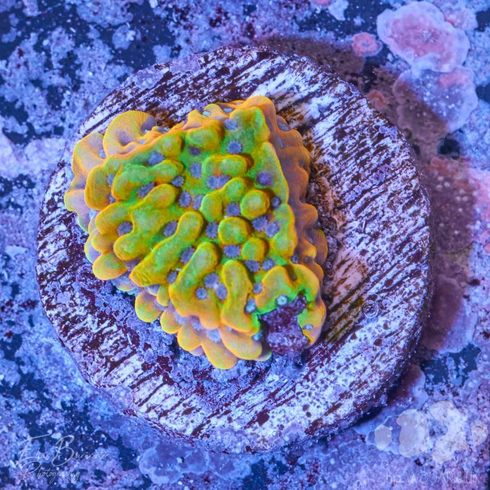 Montipora Crazy T